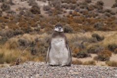 Punta Tombo, Chubut