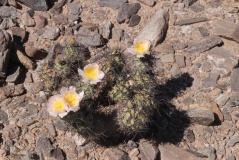 Tephrocactus fiambalaensis JN 1447, Termas Fiambala, Catamarca