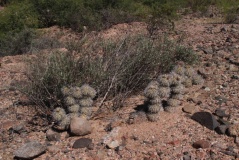 Tephrocactus alexanderii JN 1463, San Antonio, La Rioja