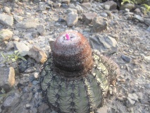 Melocactus peruvianus v. canietensis JN 1492, Rio Caňete