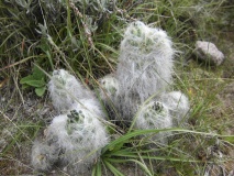 Austrocylindropuncia floccosa, El Vado