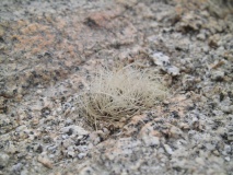 Pyrrhocactus pilispinus JN 1332, Portofino, Atacama, 13m 