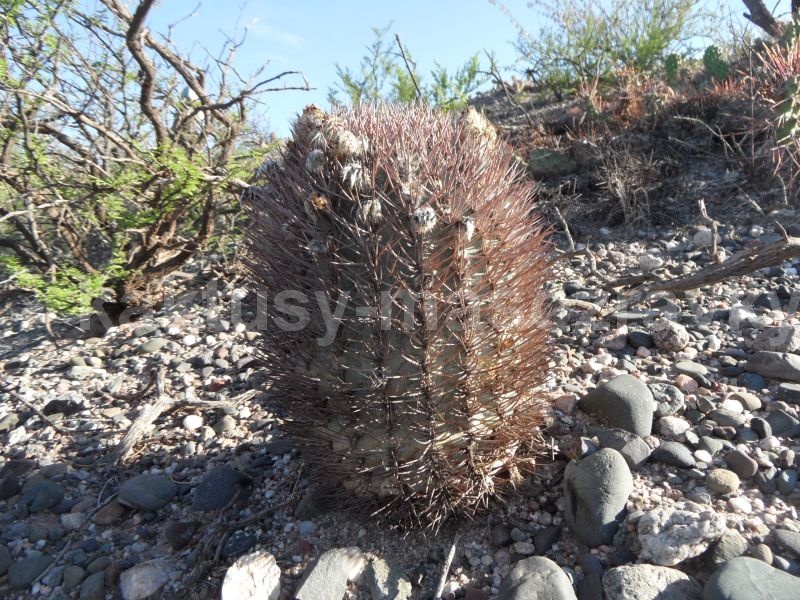 Acanthocalycium thionanthum