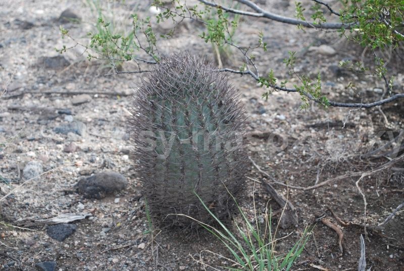 Acanthocalycium catamarcense