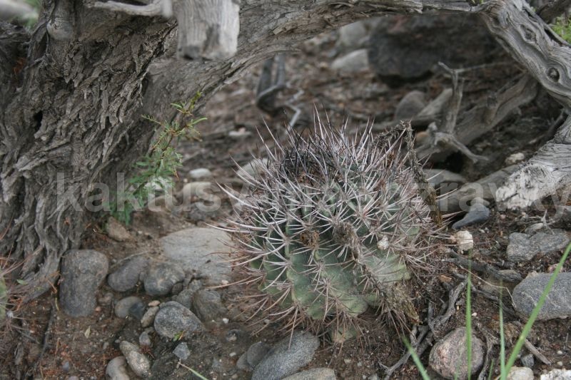 Acanthocalycium thionanthum