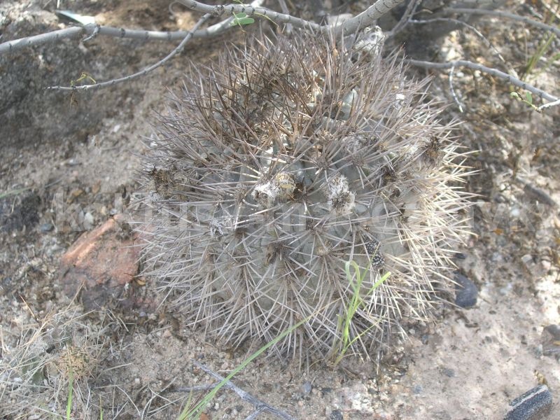 Acanthocalycium catamarcense